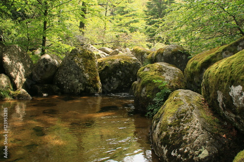 Wallpaper Mural forest river Torontodigital.ca