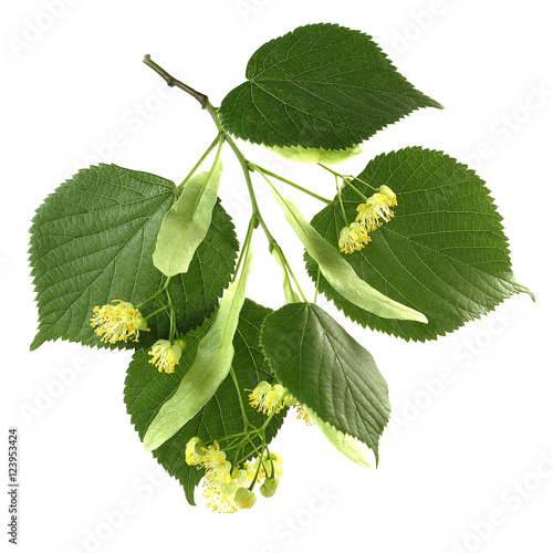 Dekoracja na wymiar  flowers-and-leaves-of-linden-on-a-white-background