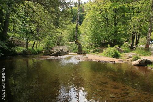 Wallpaper Mural forest river Torontodigital.ca