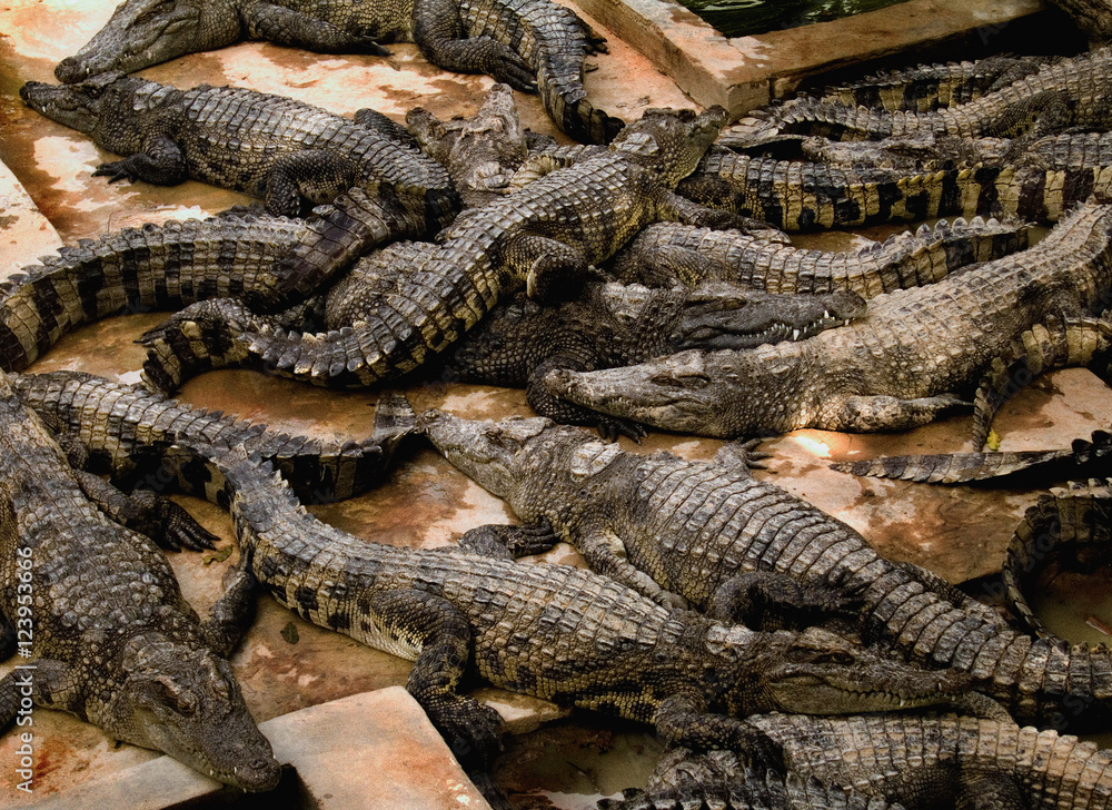 Large group of crocodiles laying together Large group of crocodiles laying together