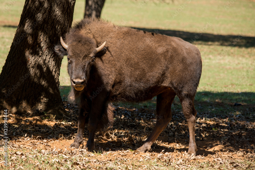 Canadian Wood Bison