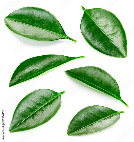 Citrus leaves isolated