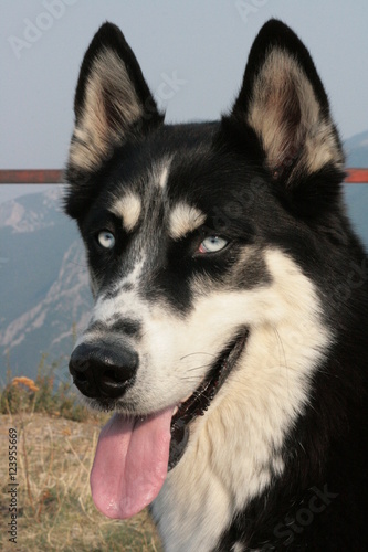 Wallpaper Mural husky Torontodigital.ca