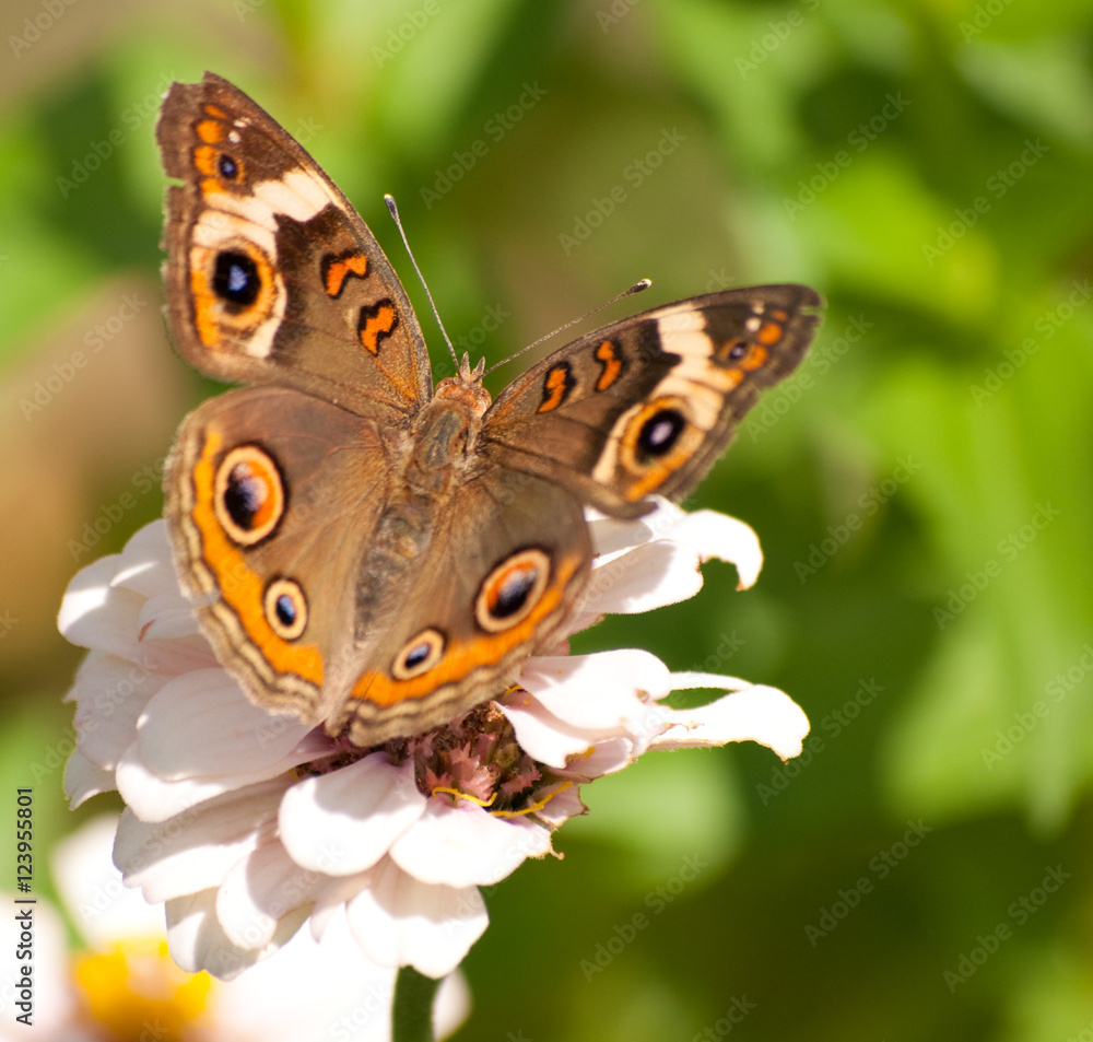Obraz premium Buckeye butterfly