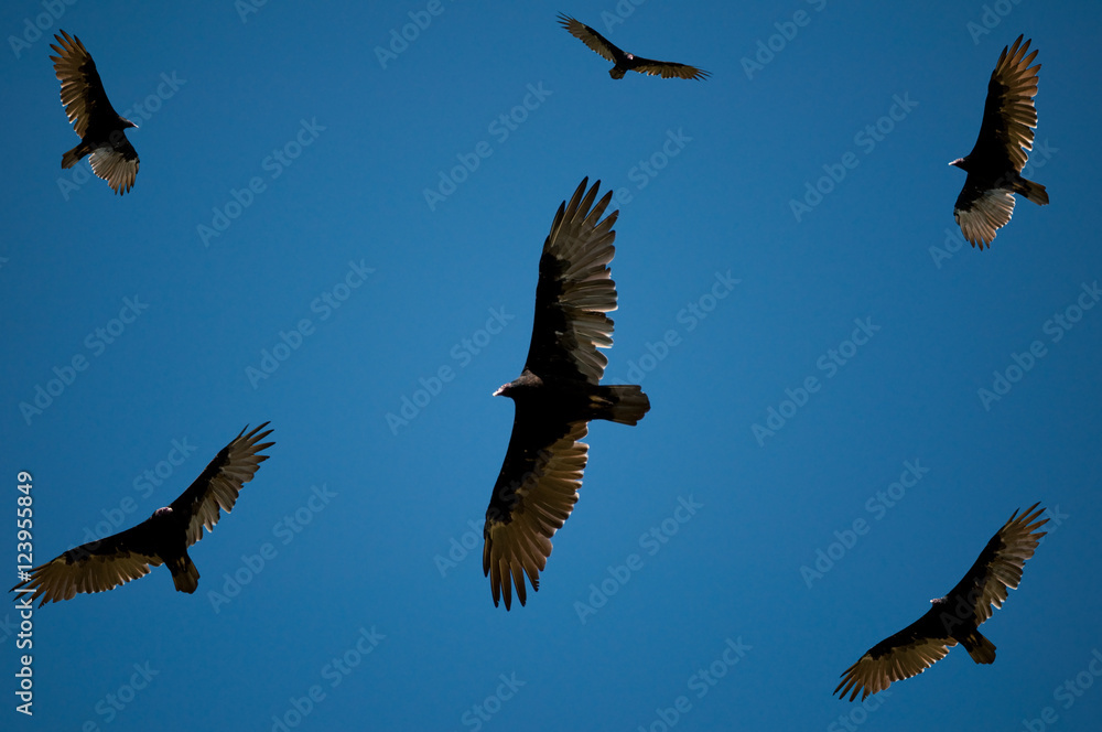 Obraz premium Vultures looking for food
