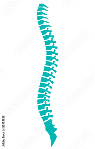 human spine vector icon