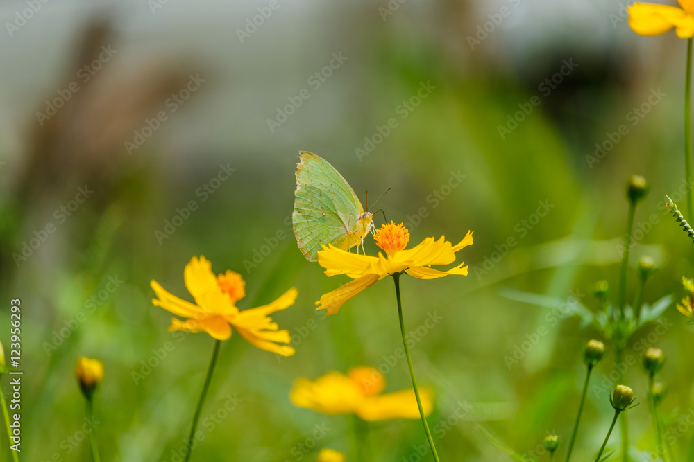 Beautiful Gulf Fritillary butterfly posed on a yellow flower fee Beautiful Gulf Fritillary butterfly posed on a yellow flower fee