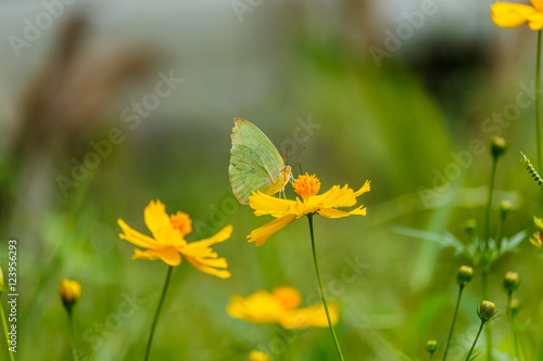 Fototapeta Naklejka Na Ścianę i Meble -  Beautiful Gulf Fritillary butterfly posed on a yellow flower fee
