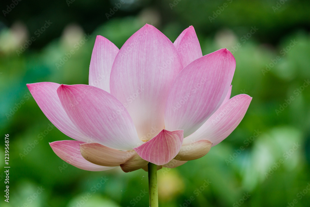 Lotus flower and Lotus flower plants