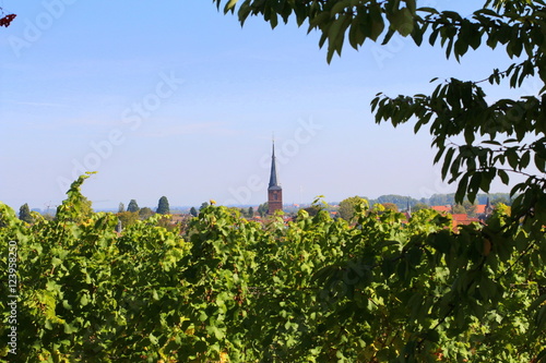 Weinreben vor Deidesheim