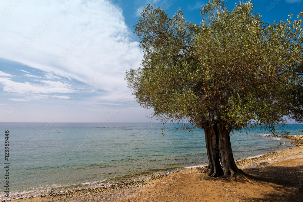 olive tree in the beach, Greece olive tree in the beach, Greece