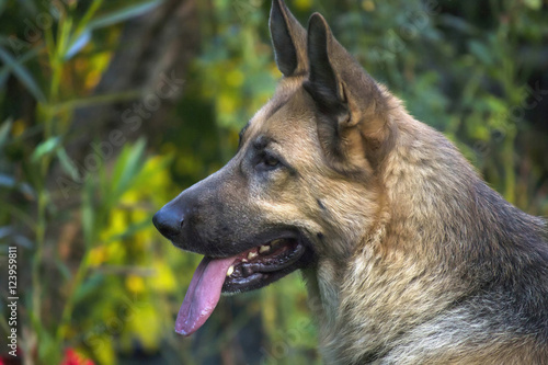 German shepherd 3 © Tamara Agramovic