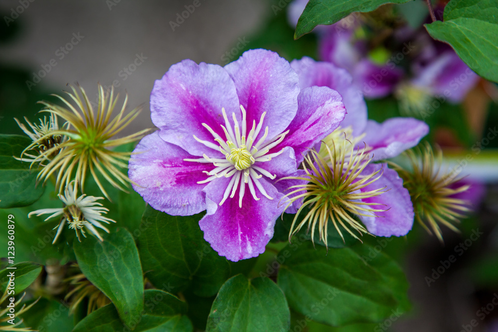 Obraz premium 2 Tone pink clematis