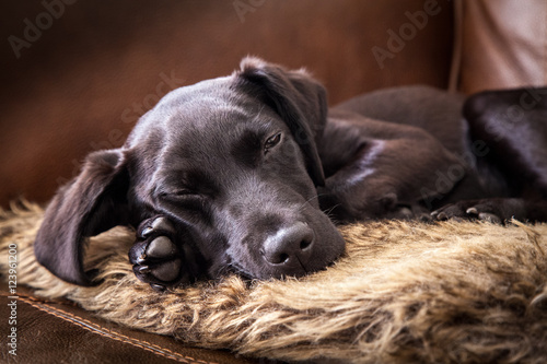 Sleeping Labrador