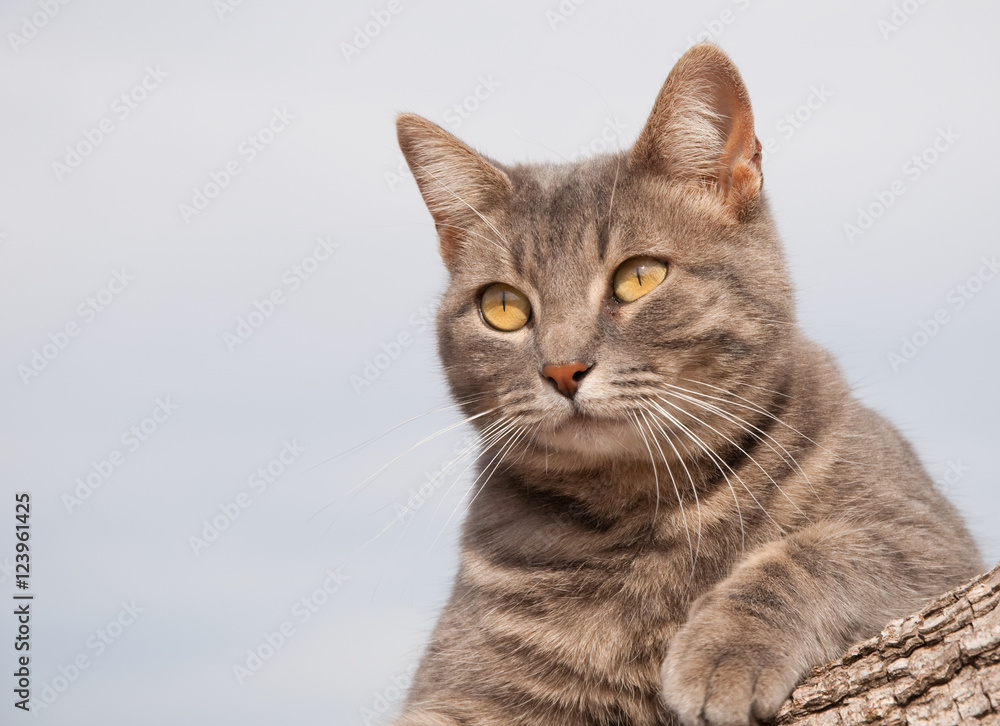 Beautiful blue tabby kitty cat resting on a log watching attentively Beautiful blue tabby kitty cat resting on a log watching attentively