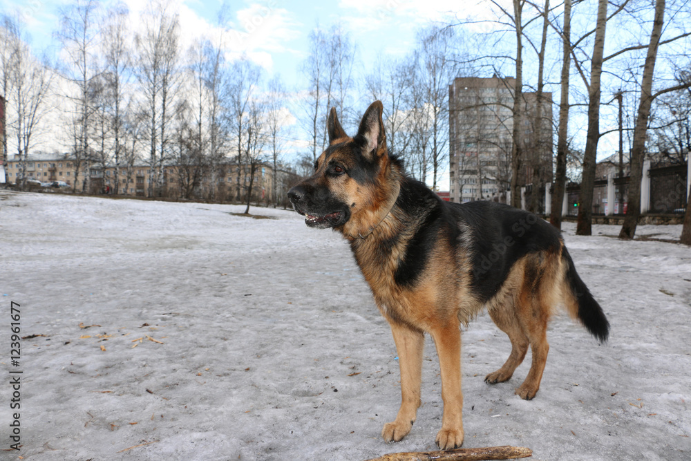 German shepherd dog on snow in spring day German shepherd dog on snow in spring day