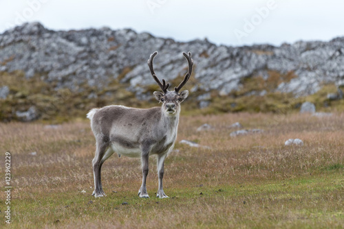 Reindeer