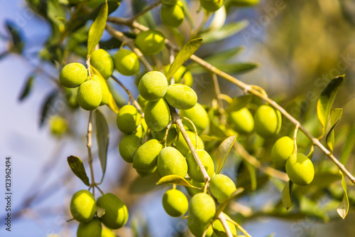 Oliven am Baum kurz vor der Ernte