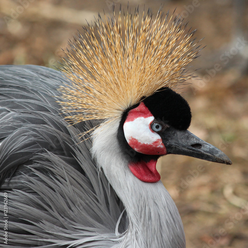 Kronenkranich (Balearica pavonina)