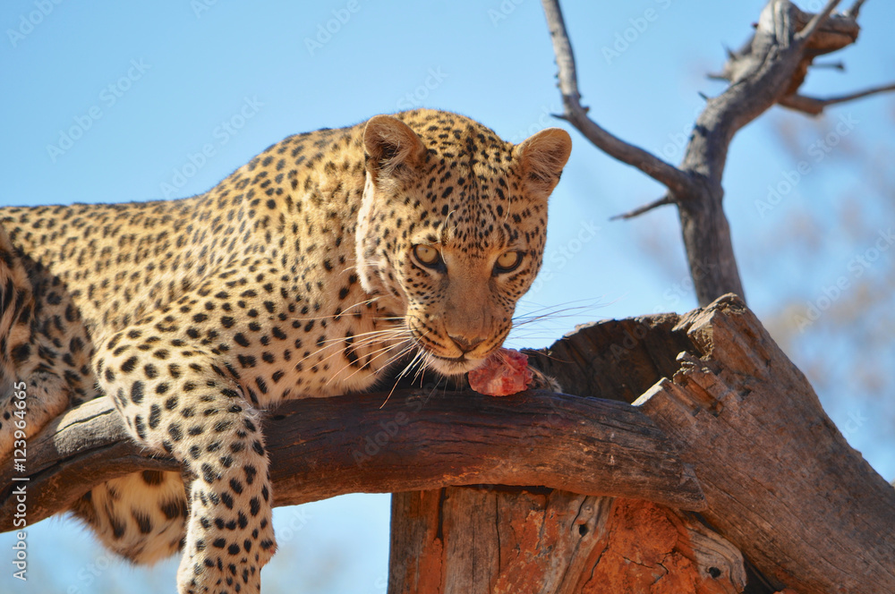 Obraz premium A leopard eating raw meat in a tree in Okonjima Game Reserve in Namibia Africa. Okonjima is a wildlife reserve which rescues and rehabilitate African carnivores.