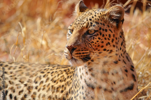 Close up of a leopard in Etosha national park in Namibia Africa