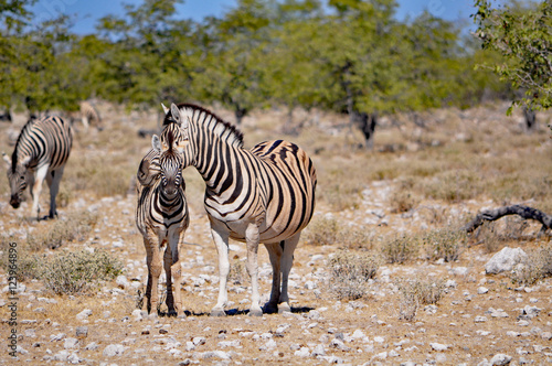 Burchell s zebra and its baby in Namibia Africa