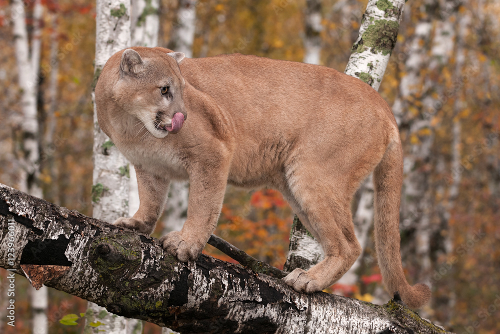 Adult Male Cougar (Puma concolor) Licks Nose Looking Right Stock Photo |  Adobe Stock