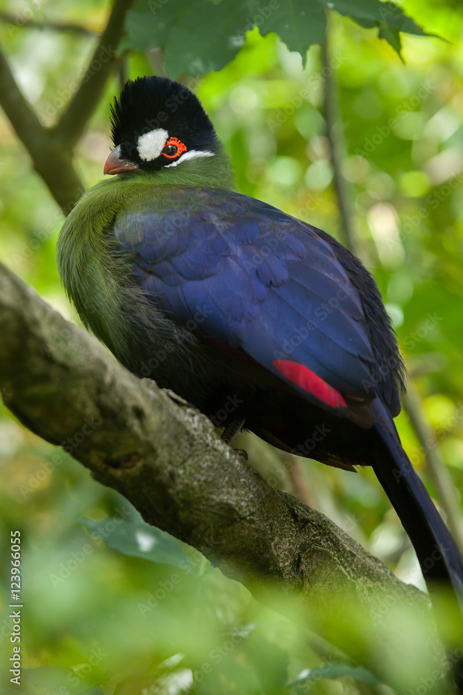 Fototapeta premium Hartlaub's turaco (Tauraco hartlaubi).