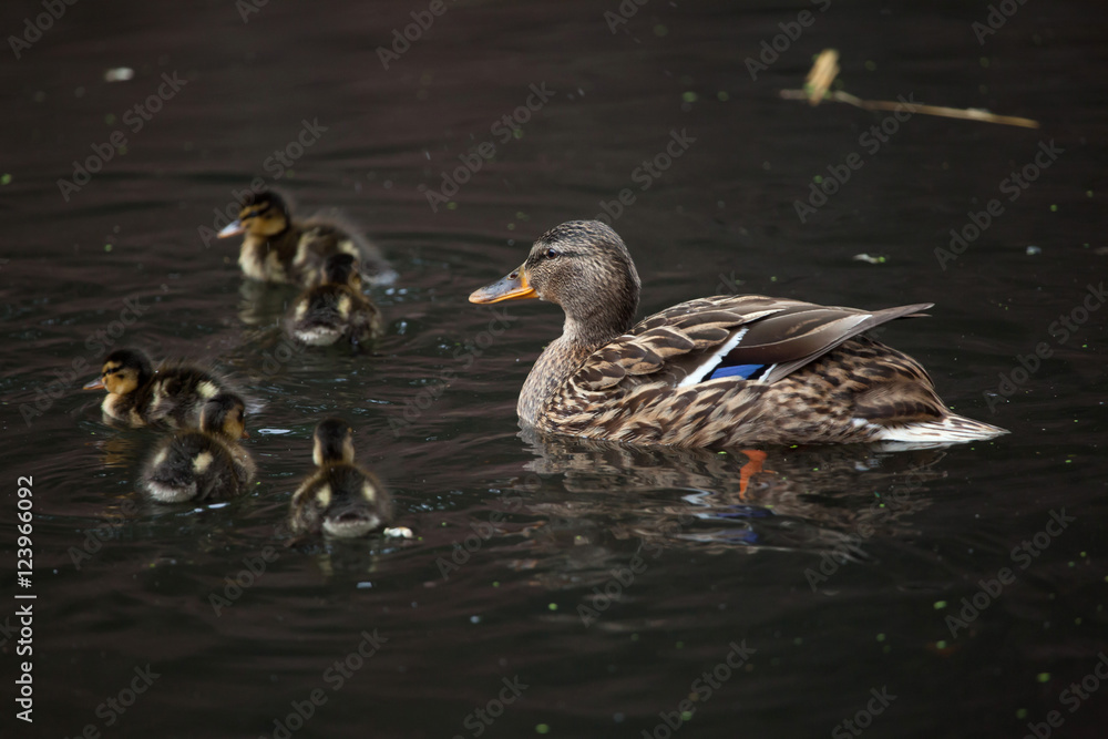 Wild duck (Anas platyrhynchos). Wild duck (Anas platyrhynchos).