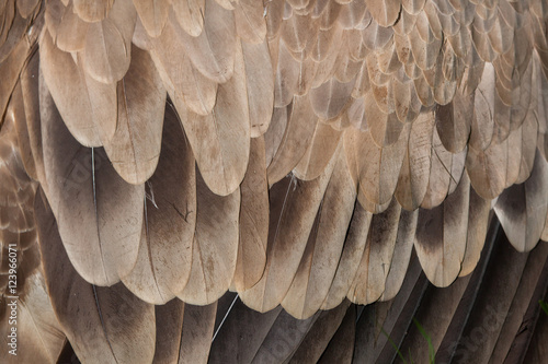 Cinereous vulture (Aegypius monachus). Plumage texture