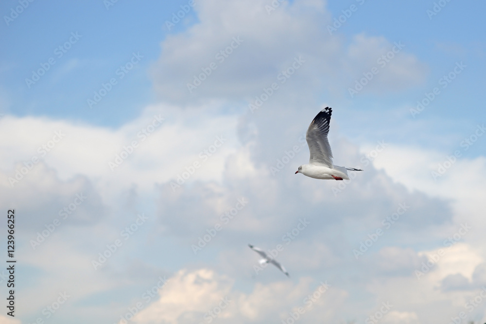 Obraz premium flying seagull bird