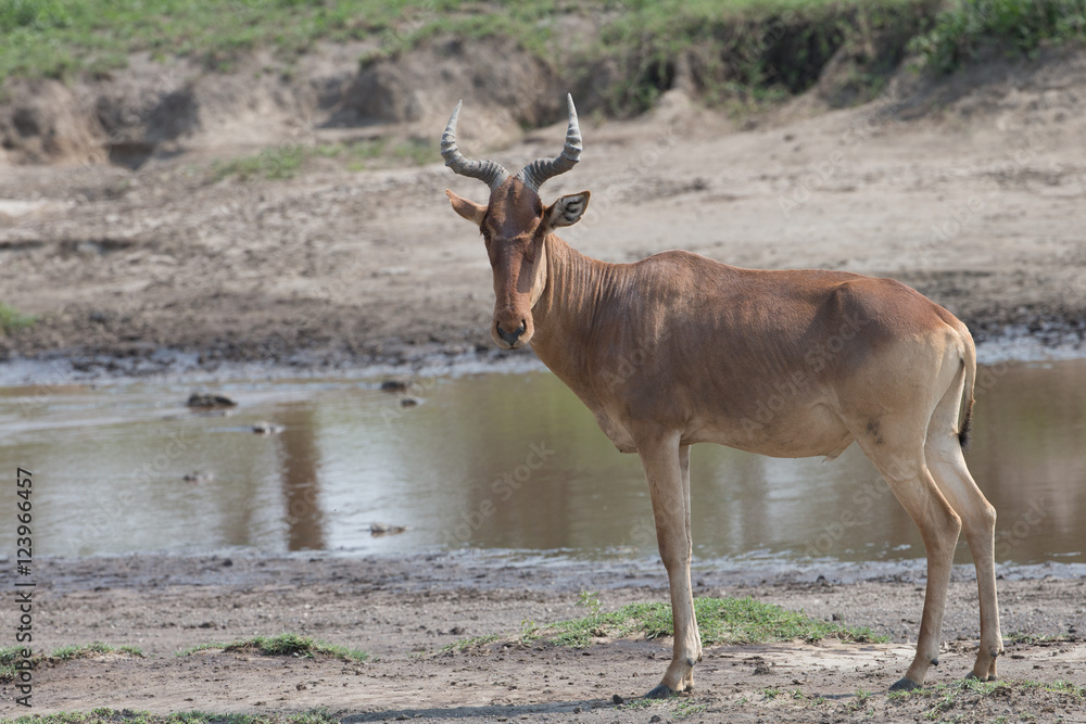 Hartebeest in Botswana Africa Hartebeest in Botswana Africa