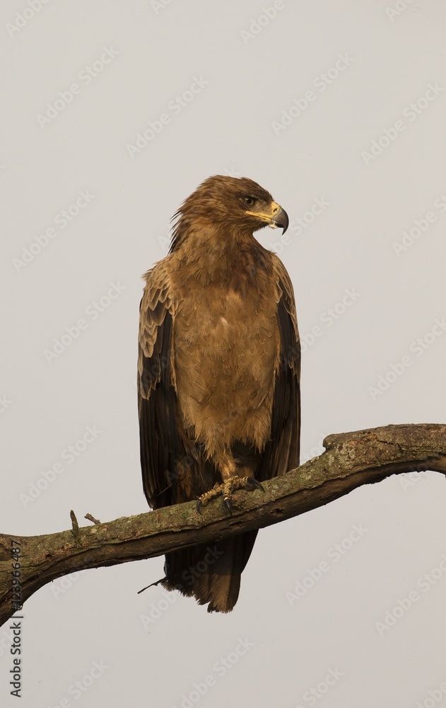 Fototapeta premium Tawny Eagle against white sky in Tanzania
