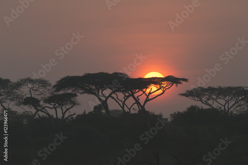 Sun rising through foggy Acia Trees in Tanzania