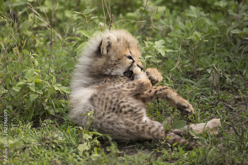 Baby Cheetah in Serengeti  Tanzania Africa