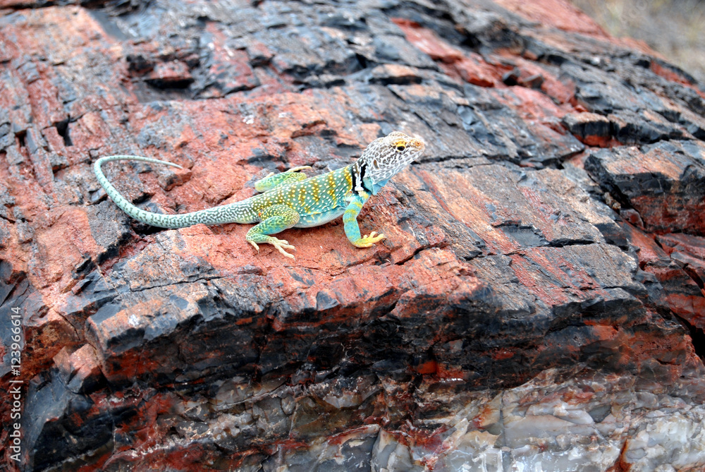 Naklejka premium colorful collared lizard on petrified wood in Petrified Forest National Park