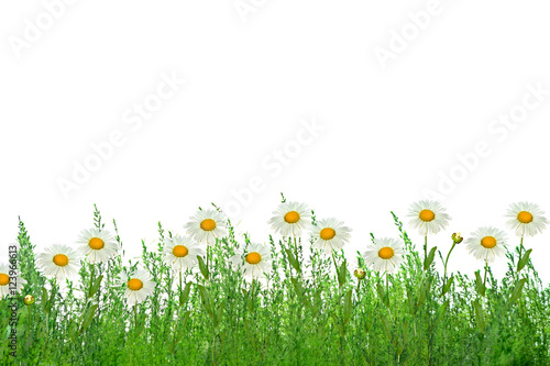 Wildflower daisies. Summer landscape. white chamomile flowers