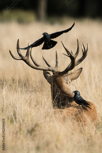 Red Deer  Deer  Cervus elaphus - Rut time.