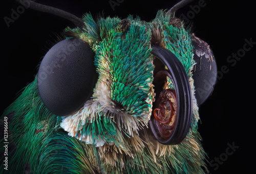 Plakat Portrait of green skipper butterfly from Dominicana through a microscope. Astraptes habana.