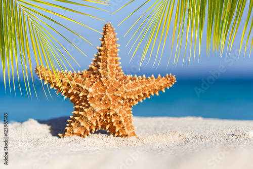 Starfish on caribbean sandy beach