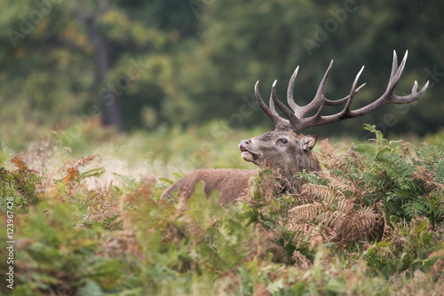 Red Deer  Deer  Cervus elaphus - Rut time.