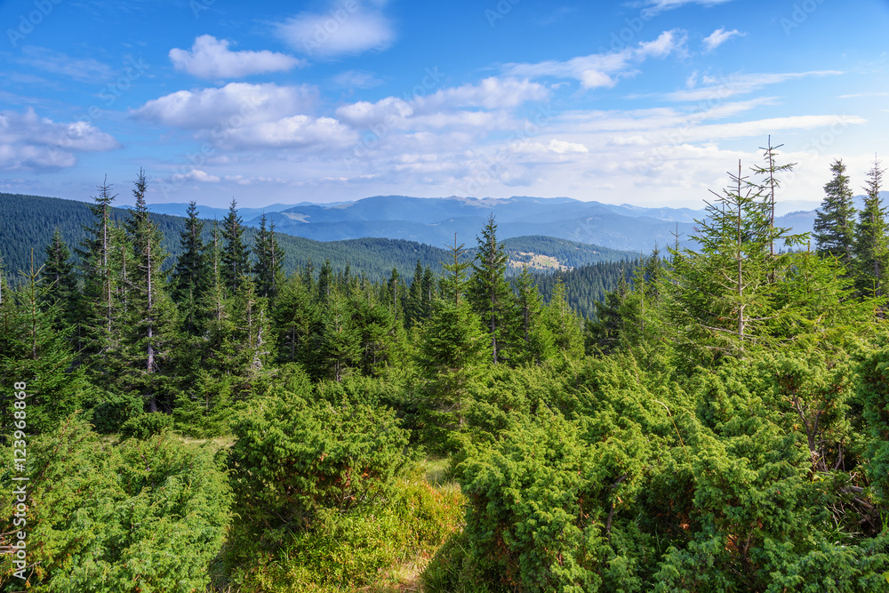 Carpathian Mountains, coniferous forest. Carpathian Mountains, coniferous forest.
