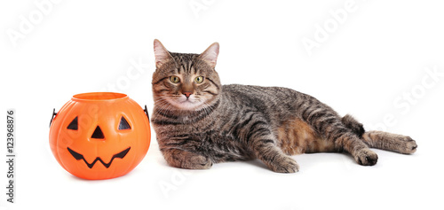 Cute tabby cat with Halloween lantern on white background