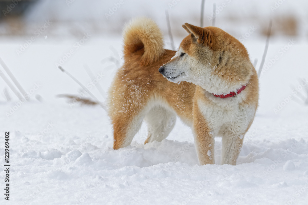 雪の上で遊ぶ柴犬