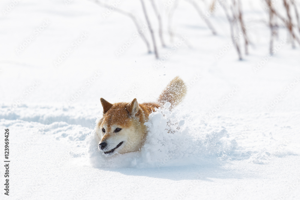 雪の上で遊ぶ柴犬