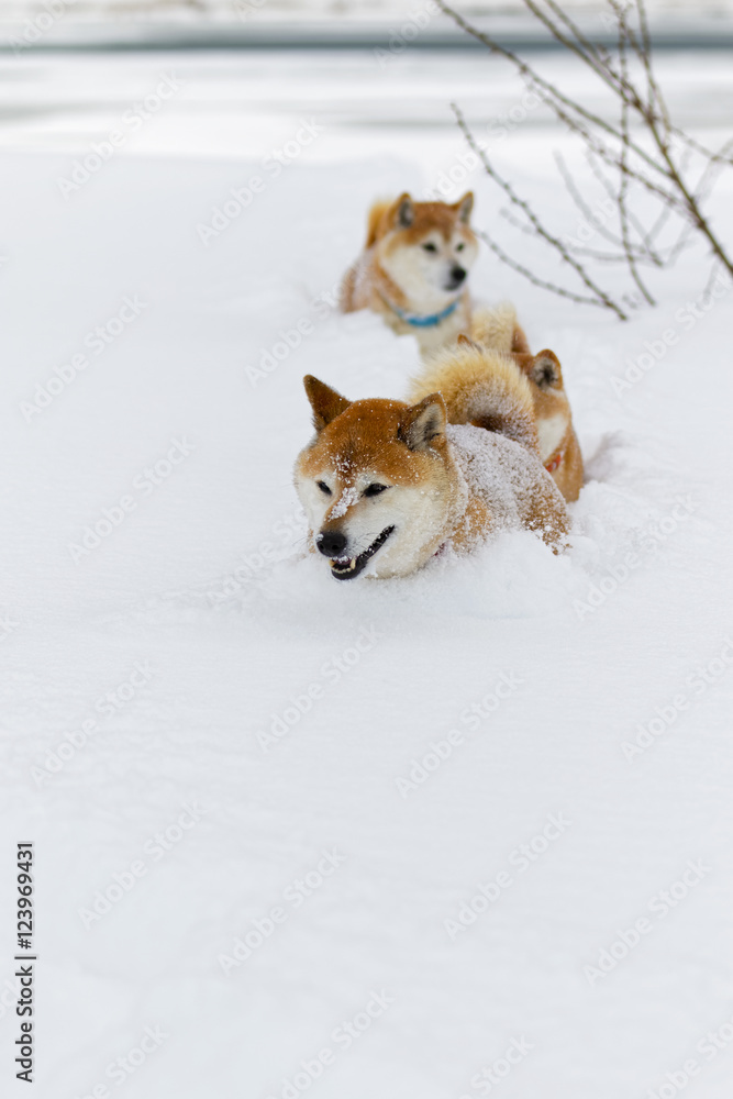 雪の上で遊ぶ柴犬