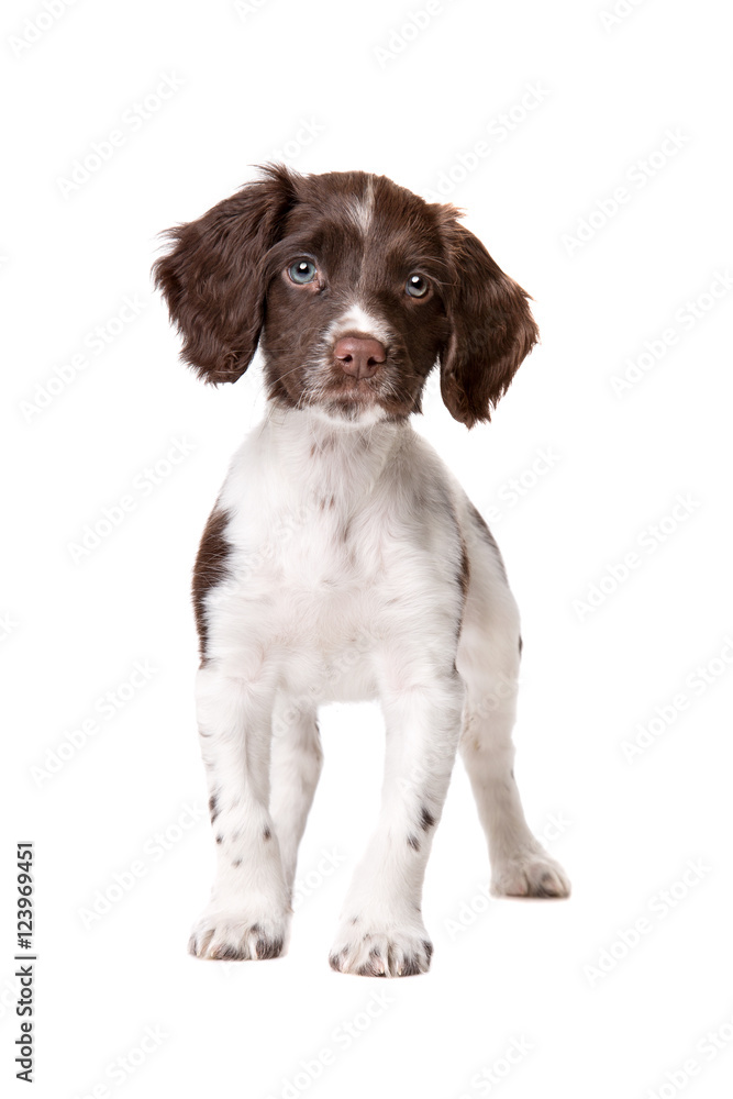 Treble Verlating Geelachtig Dutch partrige dog, Drentse patrijs hond puppy Stock Photo | Adobe Stock