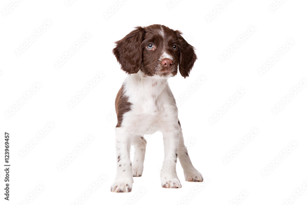 Dutch partrige dog, Drentse patrijs hond puppy Dutch partrige dog, Drentse patrijs hond puppy