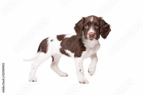Fototapeta Naklejka Na Ścianę i Meble -  Dutch partrige dog, Drentse patrijs hond puppy