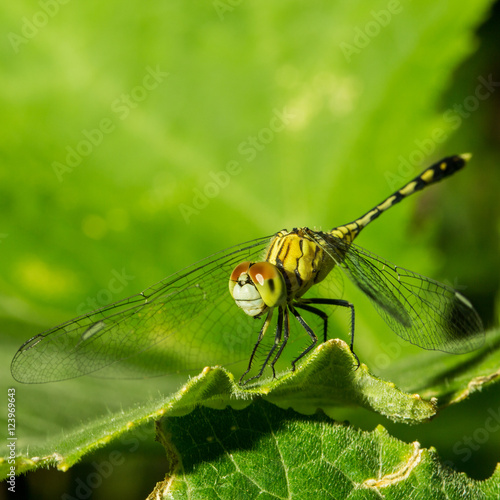 Macro photo of dragonfly on leaf, dragonfly is insect in arthropoda phylum, Insecta, dragonfly are characterized by large multifaceted eyes, two pairs of strong transparent wings., Selective focus.
